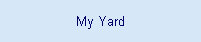 My Yard